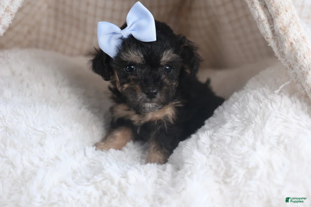 Miniature Poodle dogs for sale: Rosebud (Runt of Litter) - Ad 3