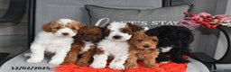 Toy Poodle dogs for sale: Holly - Ad 2