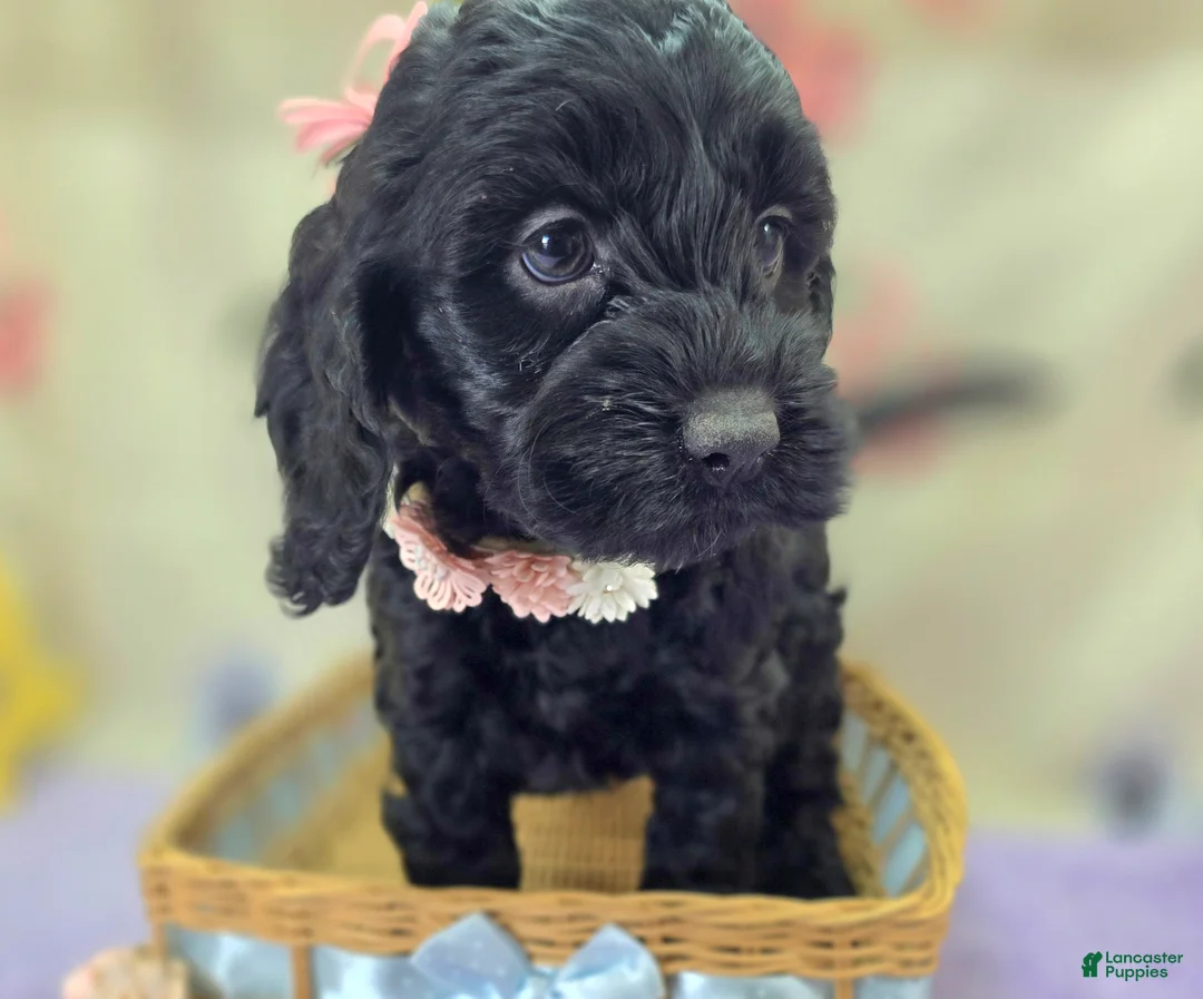 Cockapoo dogs for sale: Frostbite - Ad 1