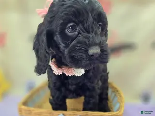 Cockapoo dogs Frostbite - Ad 13