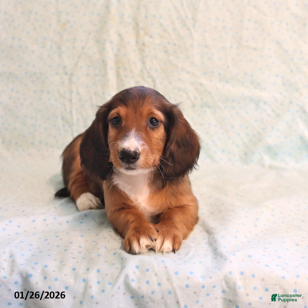 Miniature Dachshund dogs for sale: Judy - Ad 2