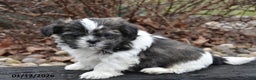 Shih Tzu dogs for sale: Jeeter - Ad 2