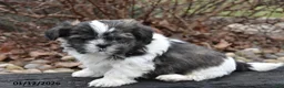 Shih Tzu dogs for sale: Jeeter - Ad 2