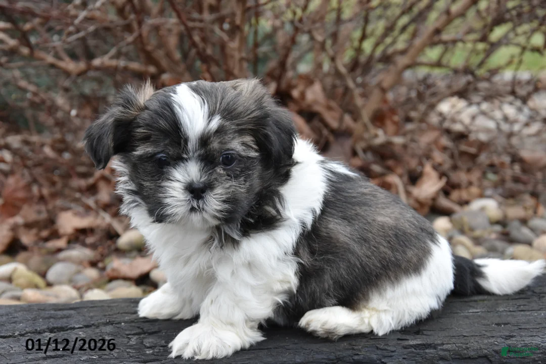 Shih Tzu dogs for sale: Jeeter - Ad 2