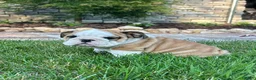 English Bulldog dogs for sale: Zander - Ad 3