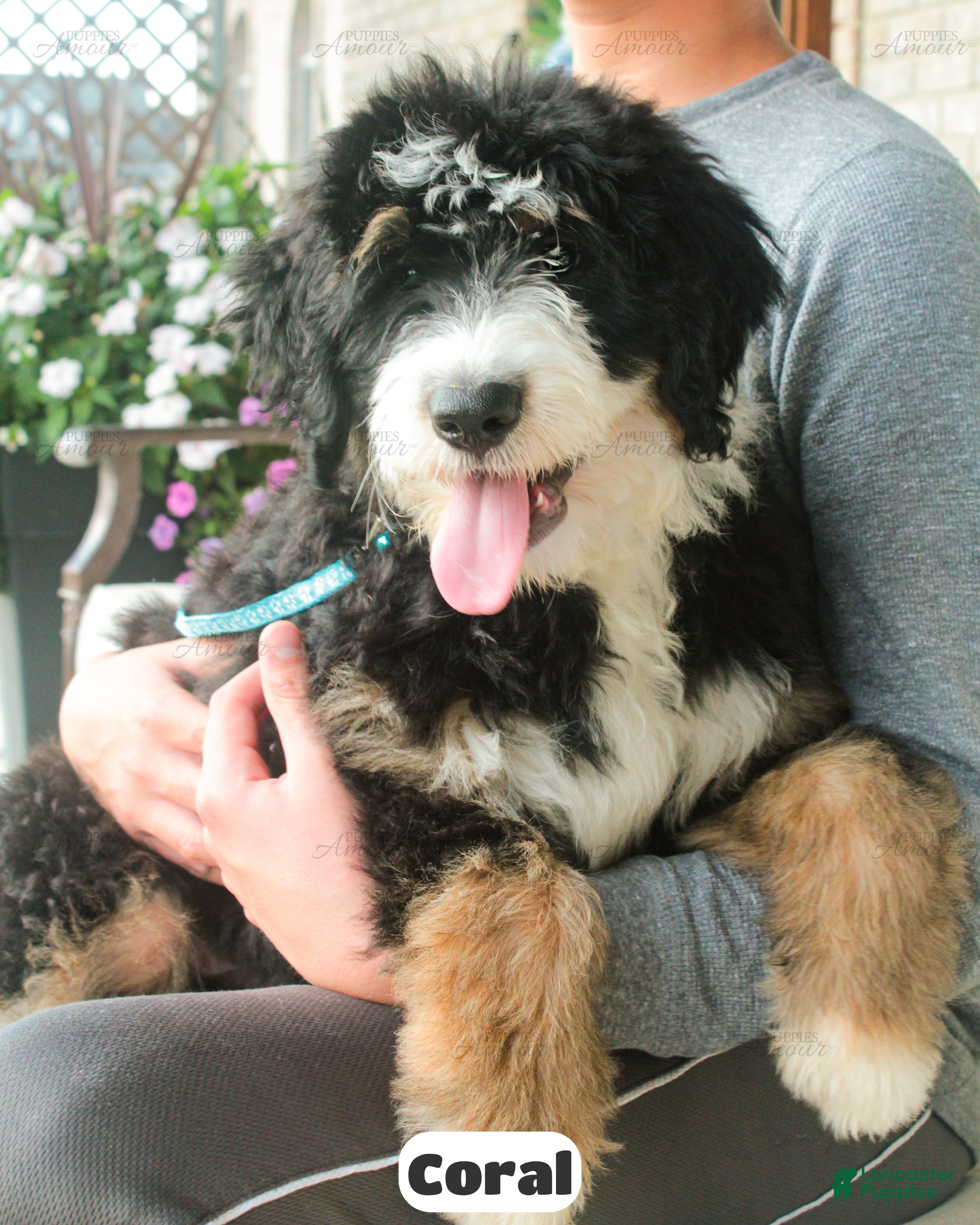 Bernedoodle dogs Coral - Ad 1