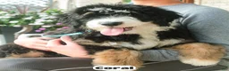 Bernedoodle dogs for sale: Coral - Ad 1