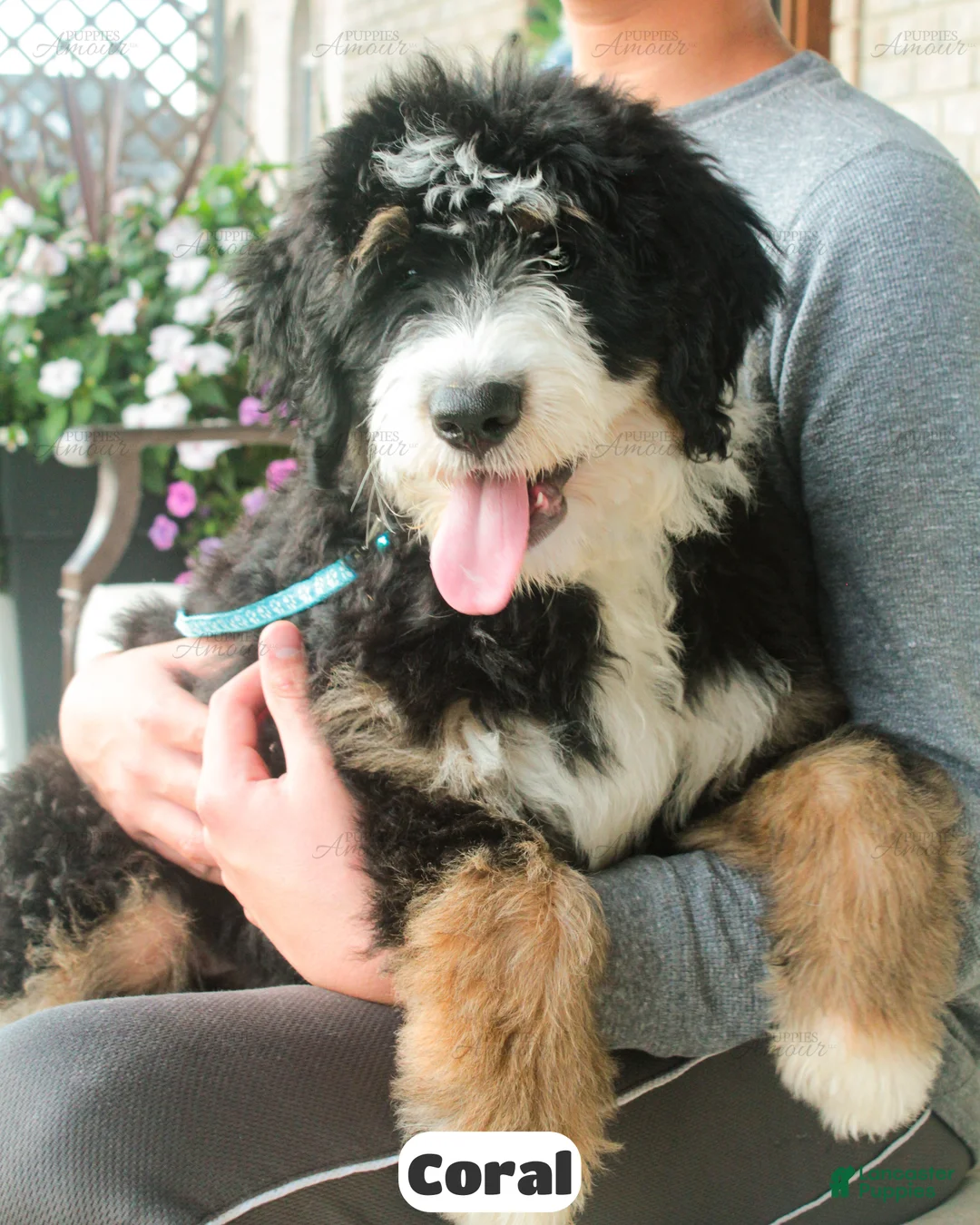 Bernedoodle dogs for sale: Coral - Ad 1