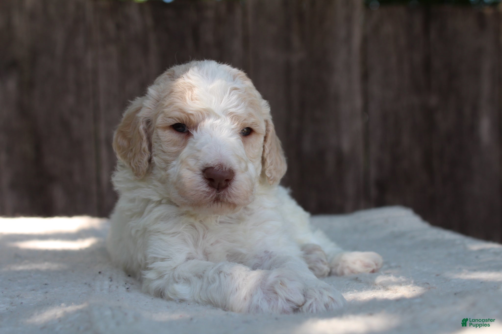 Standard Poodle dogs for sale: Pebble AKC Standard Poodle - Ad 1