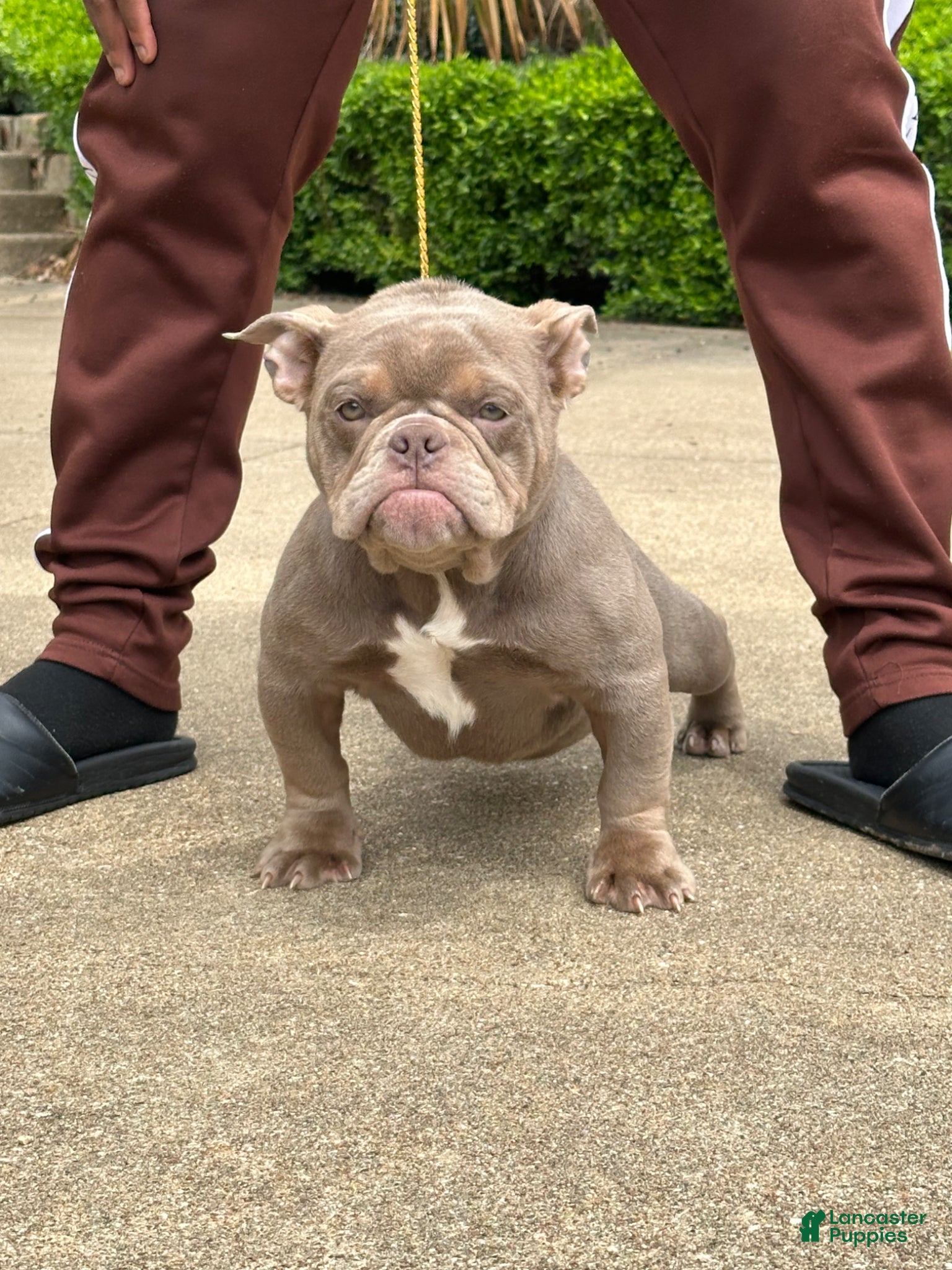 American Bully dogs Princess Cherry - Ad 1