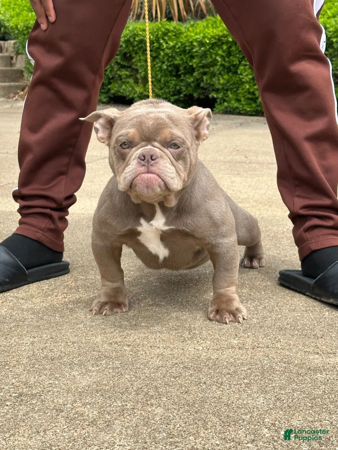 American Bully dogs for sale: Princess Cherry - Ad 1
