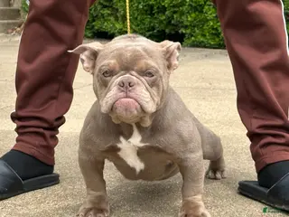 American Bully dogs for sale: Princess Cherry - Ad 2