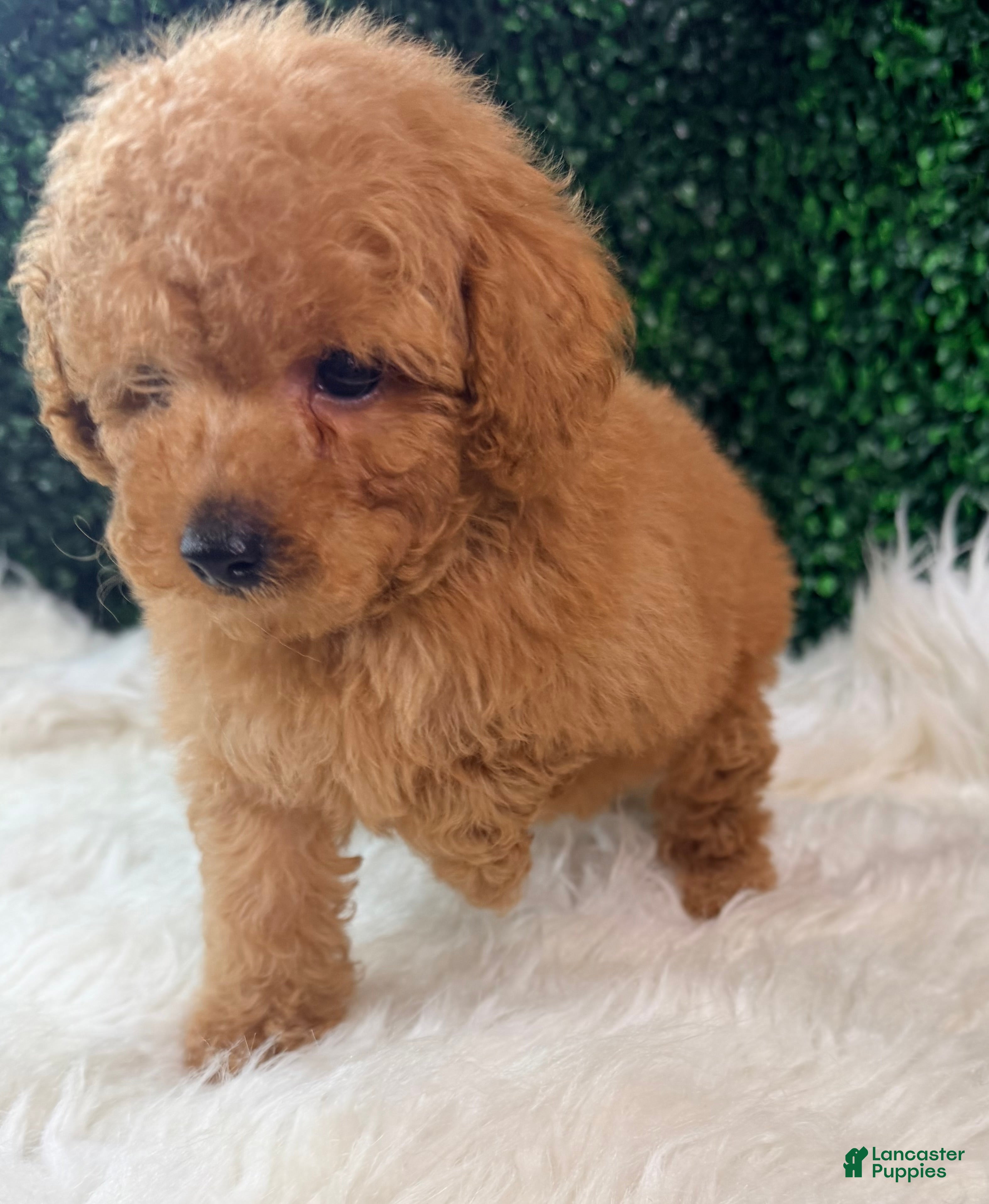 Toy Poodle dogs Blaze  - Ad 2