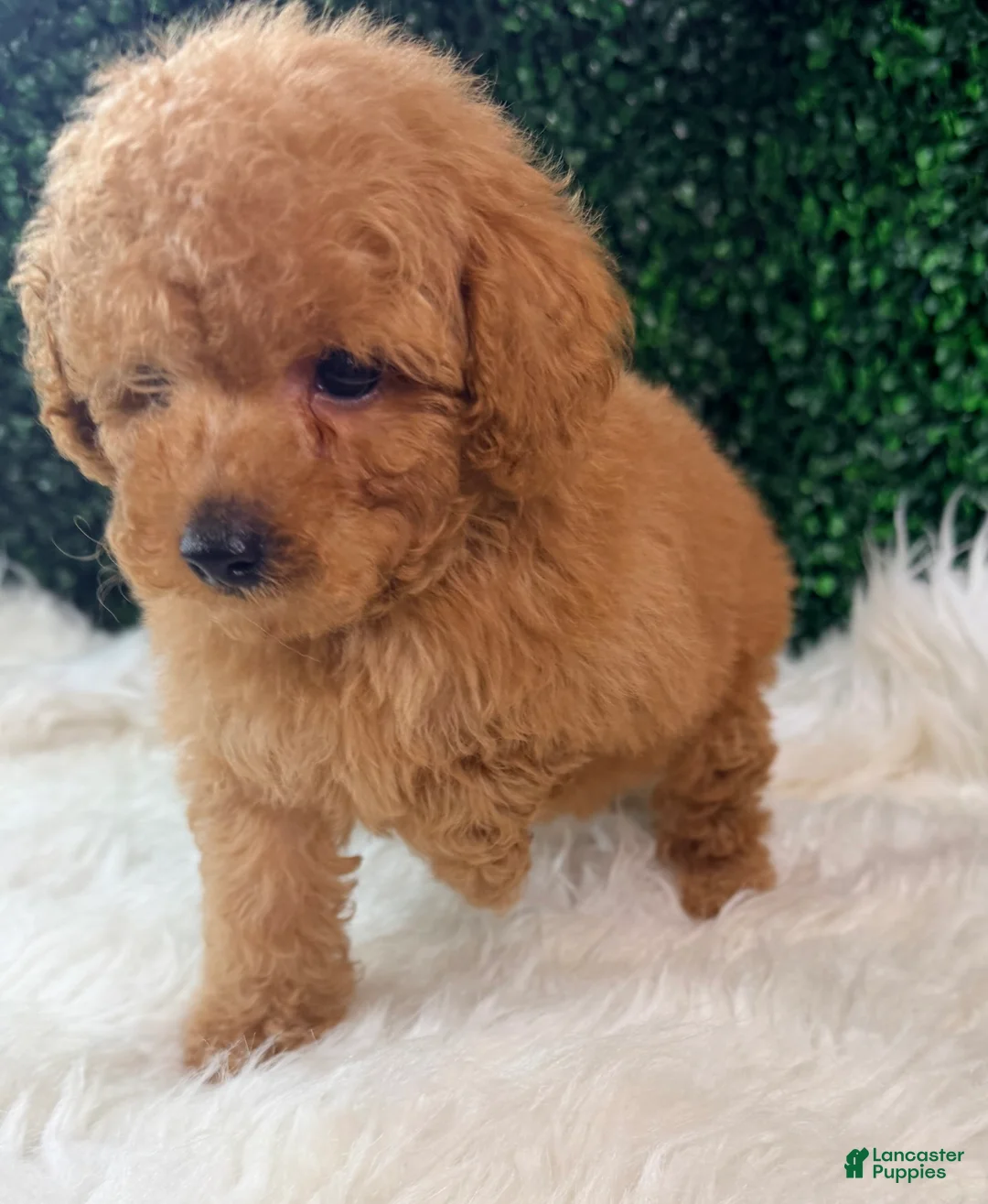 Toy Poodle dogs for sale: Blaze  - Ad 2