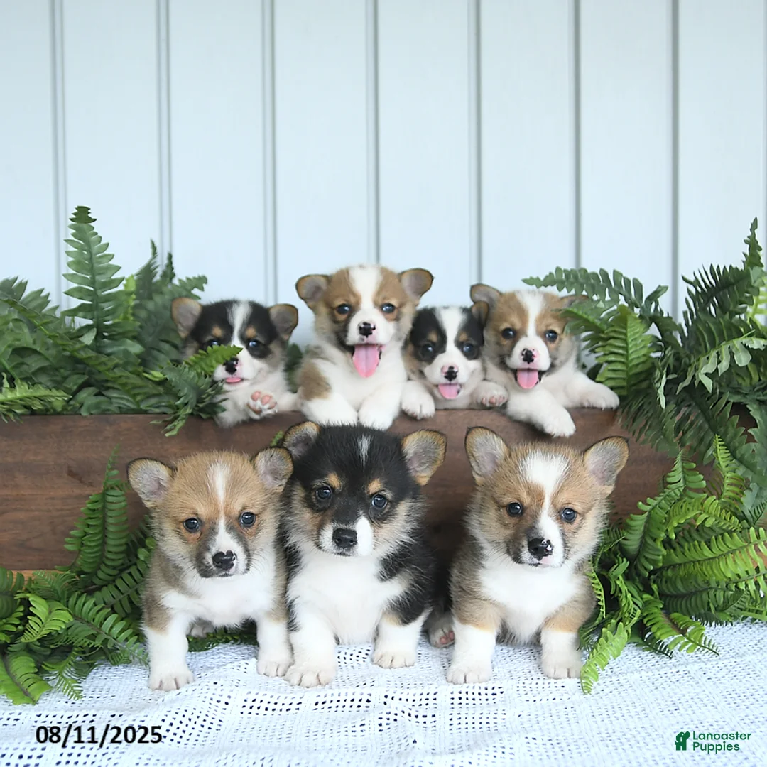 Gallery Image {{count}}