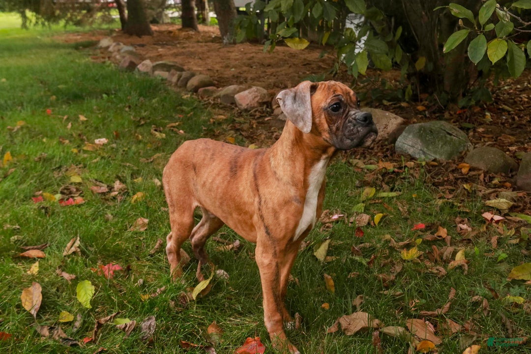 Boxer dogs for sale: Travis - Ad 8