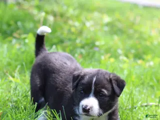Mixed Breed dogs for sale: Truffle - Ad 4