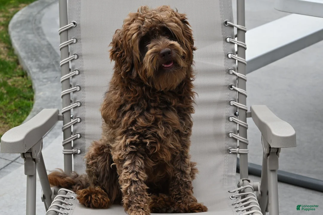 Mini Goldendoodle dogs for sale: Benji - Ad 12