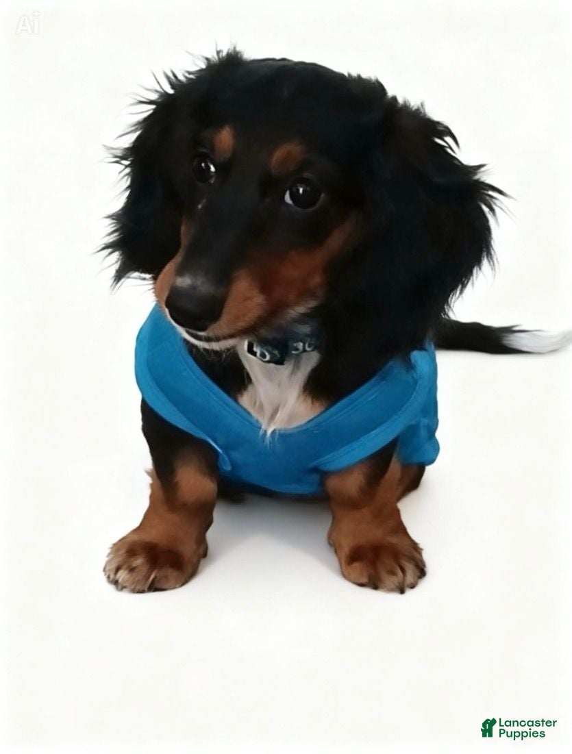 Dachshund dogs Buddy - Ad 1
