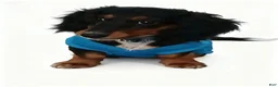Dachshund dogs for sale: Buddy - Ad 1