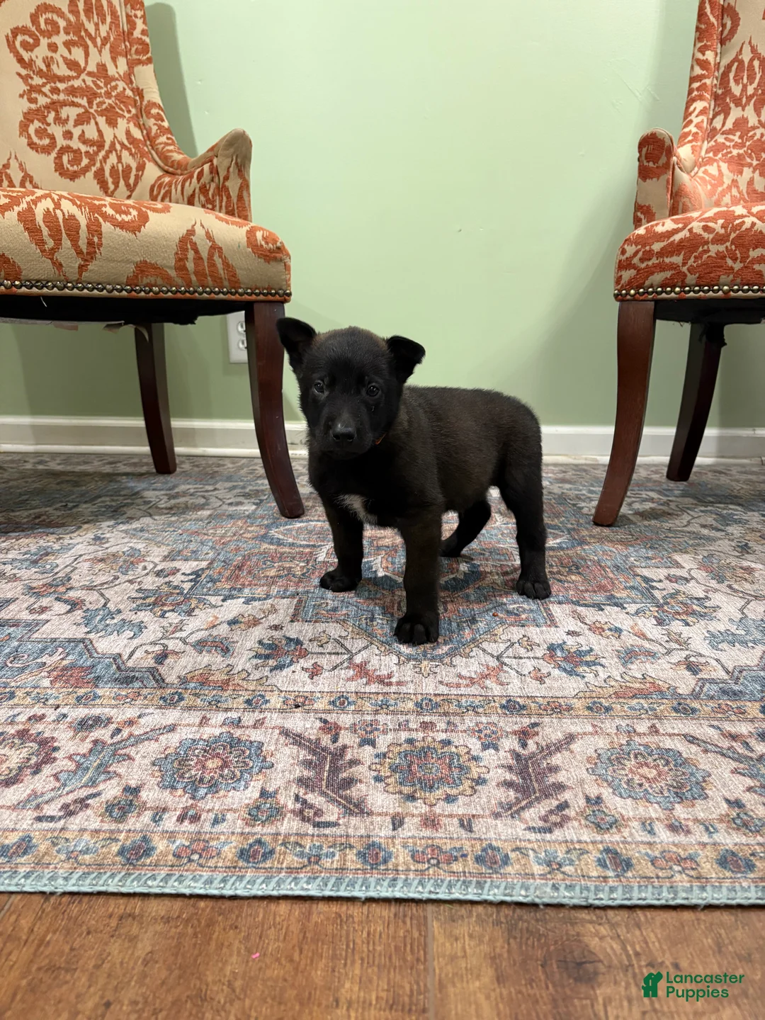 Belgian Malinois dogs for sale: Boulder - Ad 1