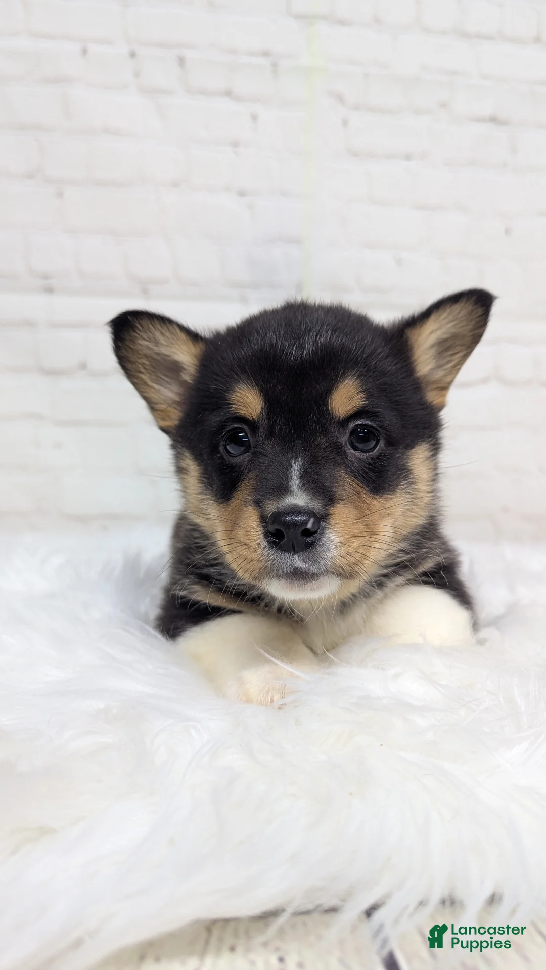 Welsh Corgi Pembroke dogs for sale: Bruno  - Ad 3