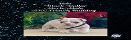 French Bulldog dogs for sale: Udo “Black”Collar, Male - Ad 4