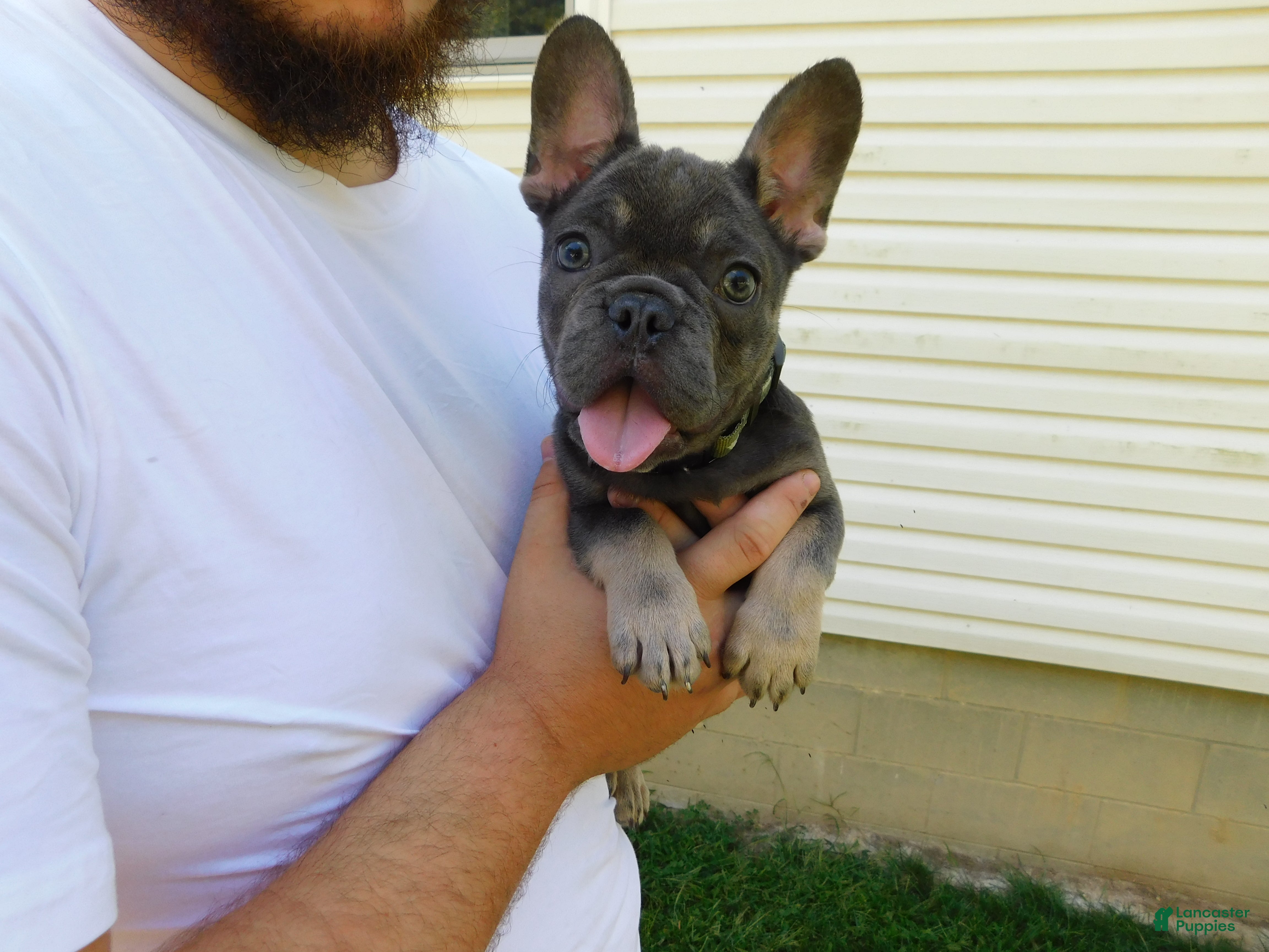 French Bulldog dogs French Bulldog 1 - Ad 34