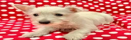 West Highland Terrier dogs for sale: Raegan - Ad 3