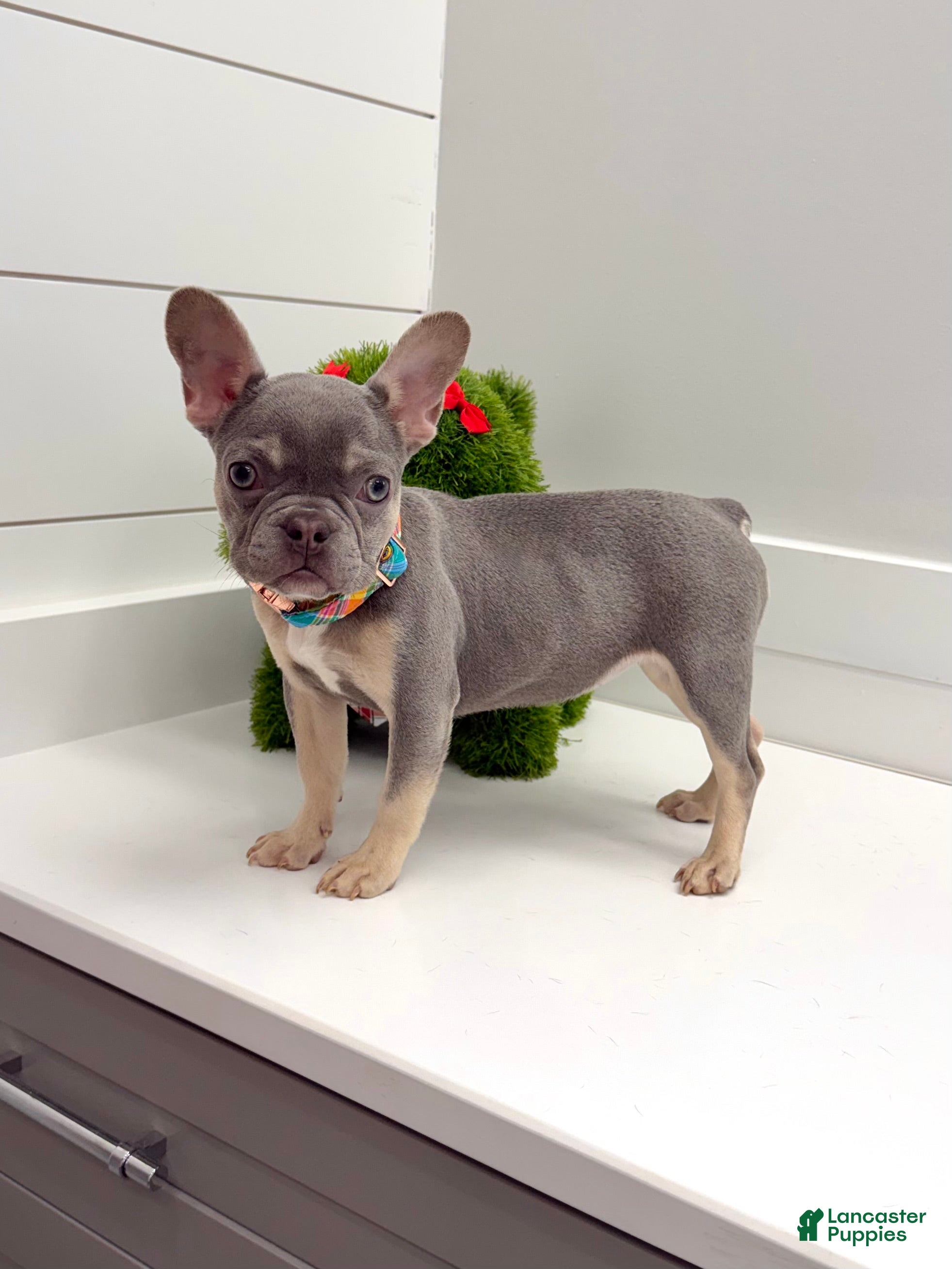 French Bulldog dogs Charlotte - Ad 2