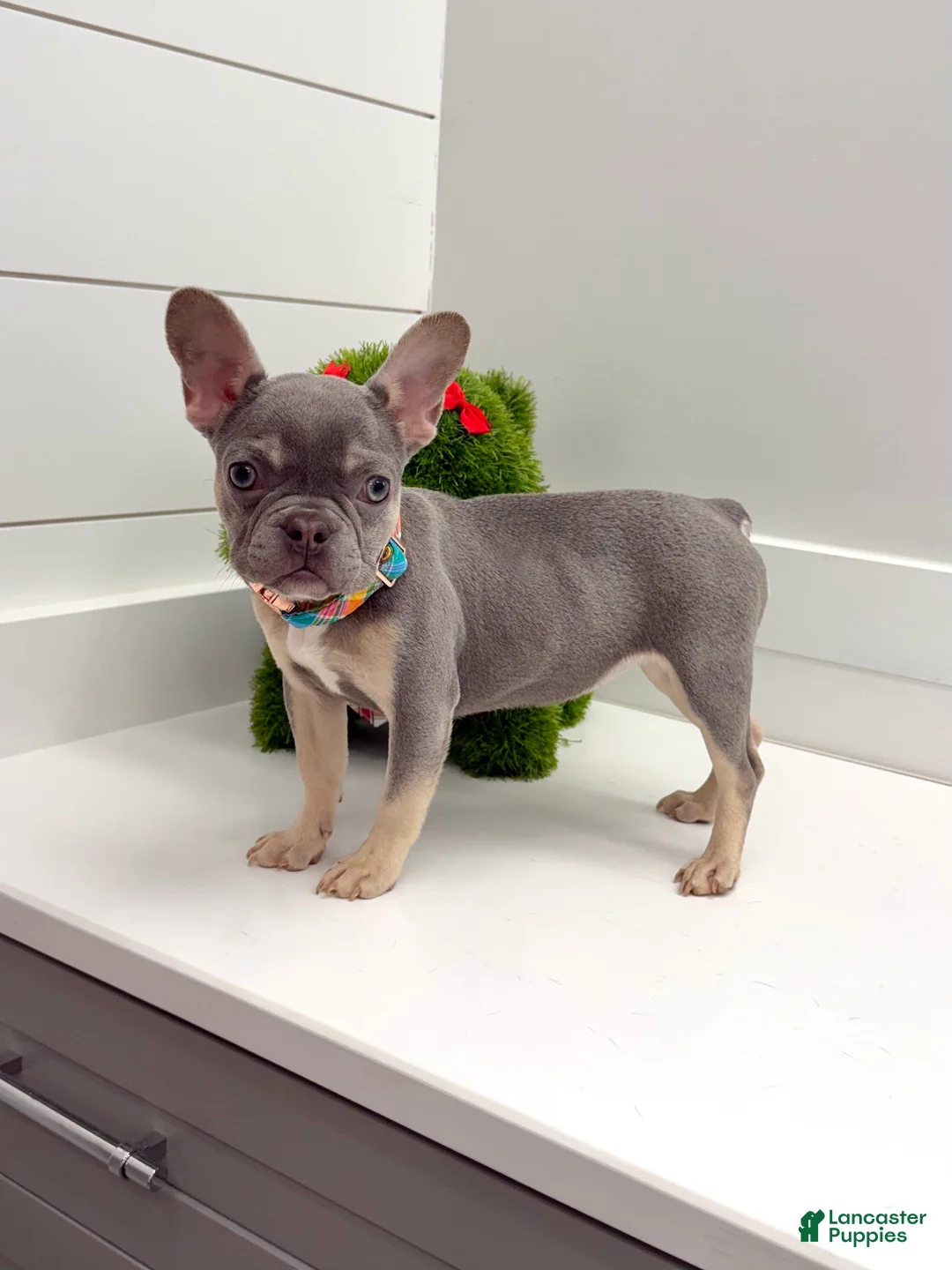 French Bulldog dogs for sale: Charlotte - Ad 2