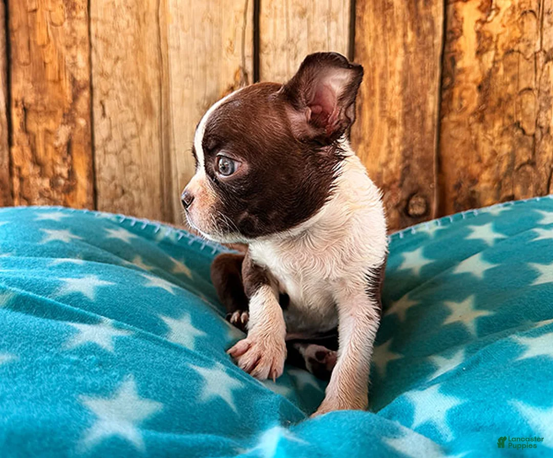Boston Terrier dogs for sale: Chipotle - Ad 3