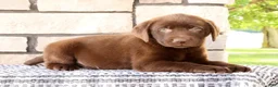 Labrador Retriever dogs for sale: Max - Ad 5