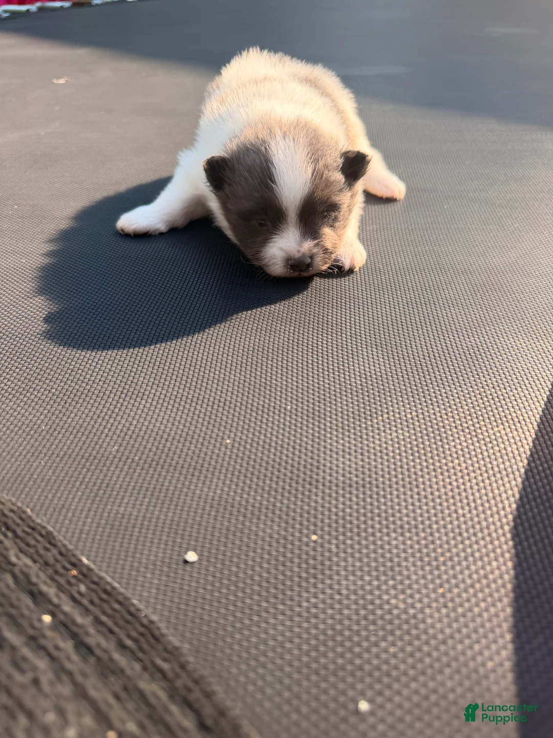Pomeranian dogs for sale: Ziggy - Ad 2