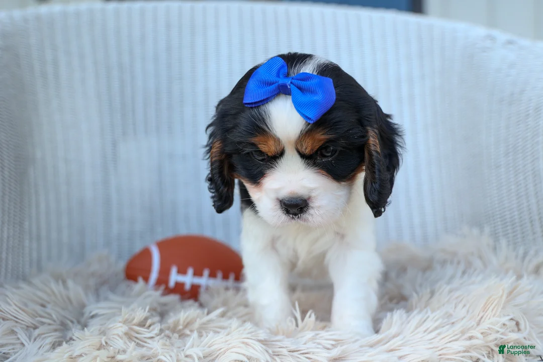 Cavalier King Charles Spaniel dogs for sale: Walker 🩵 - Ad 2