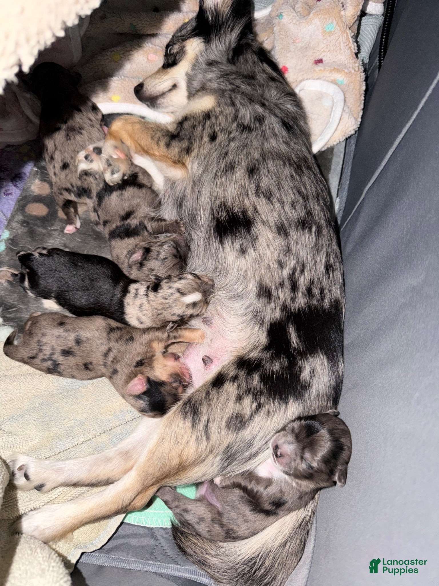 Mixed Breed dogs Mixed Breed 1 - Ad 25