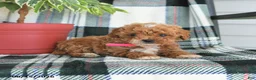 Cavapoo dogs for sale: April - Ad 4