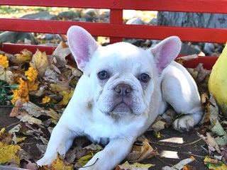 French Bulldog dogs - Ad 15