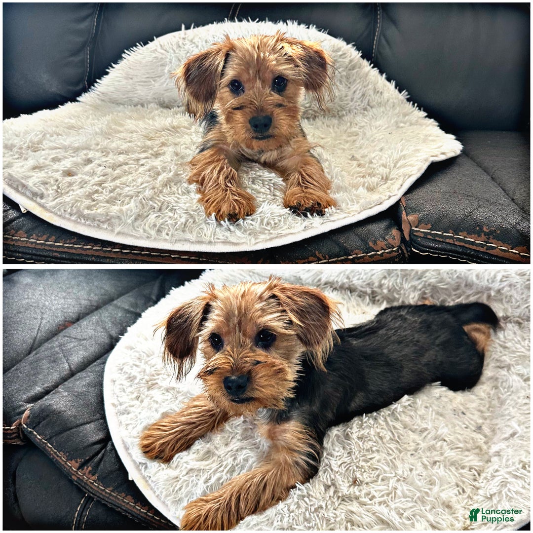 Yorkshire Terrier dogs for sale: Yorkshire Terrier Puppy 1 - Ad 1