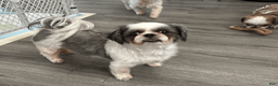 Shih Tzu dogs for sale: Shih Tzu 1 - Ad 6