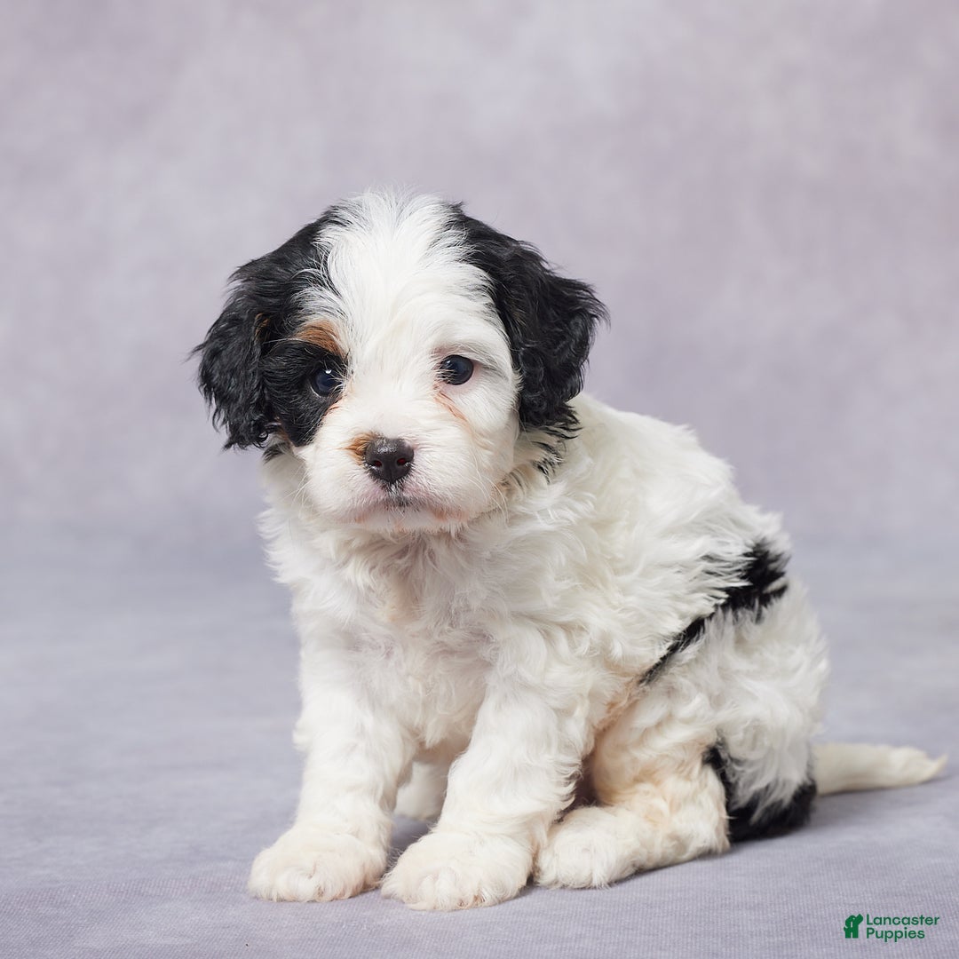 Cavapoo dogs for sale: Faye - Ad 3
