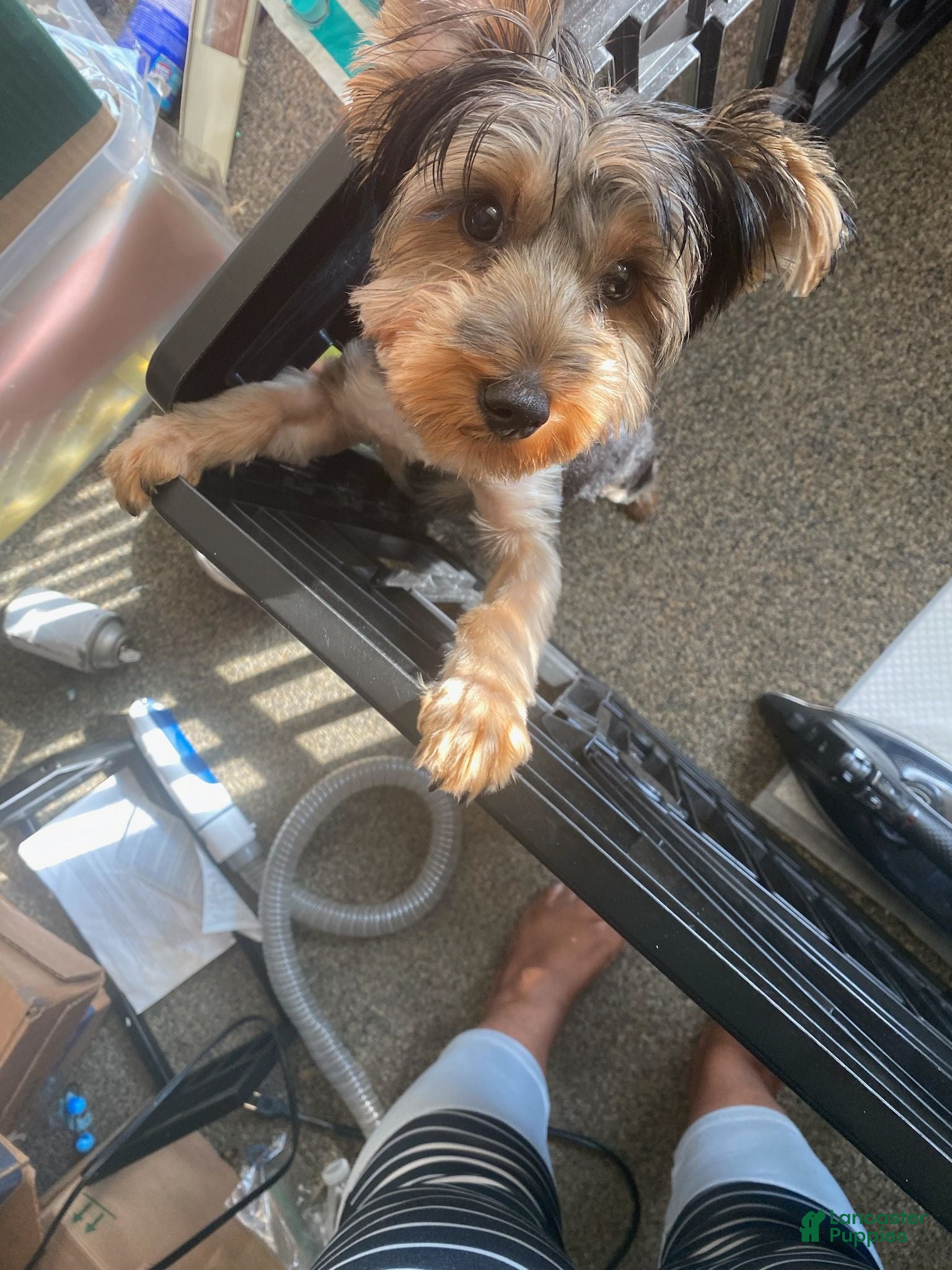 Yorkshire Terrier dogs Yorkshire Terrier 1 - Ad 8