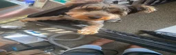 Yorkshire Terrier dogs for sale: Yorkshire Terrier 1 - Ad 1