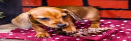 Miniature Dachshund dogs for sale: Willow - Ad 6