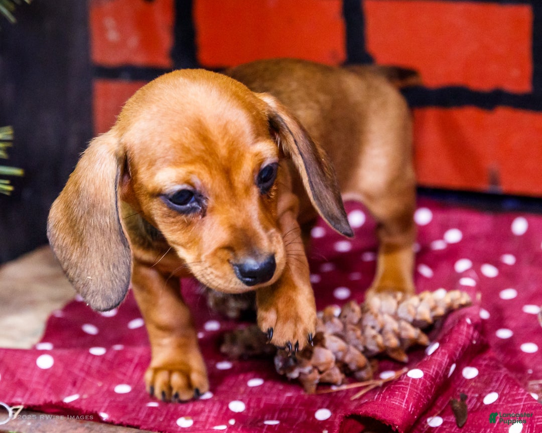 Miniature Dachshund dogs for sale: Willow - Ad 6