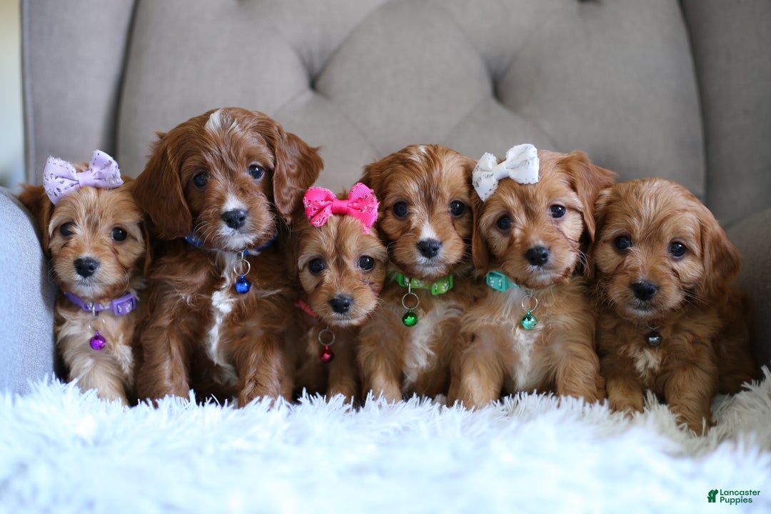 Cavapoo dogs for sale: Mochi - Ad 17