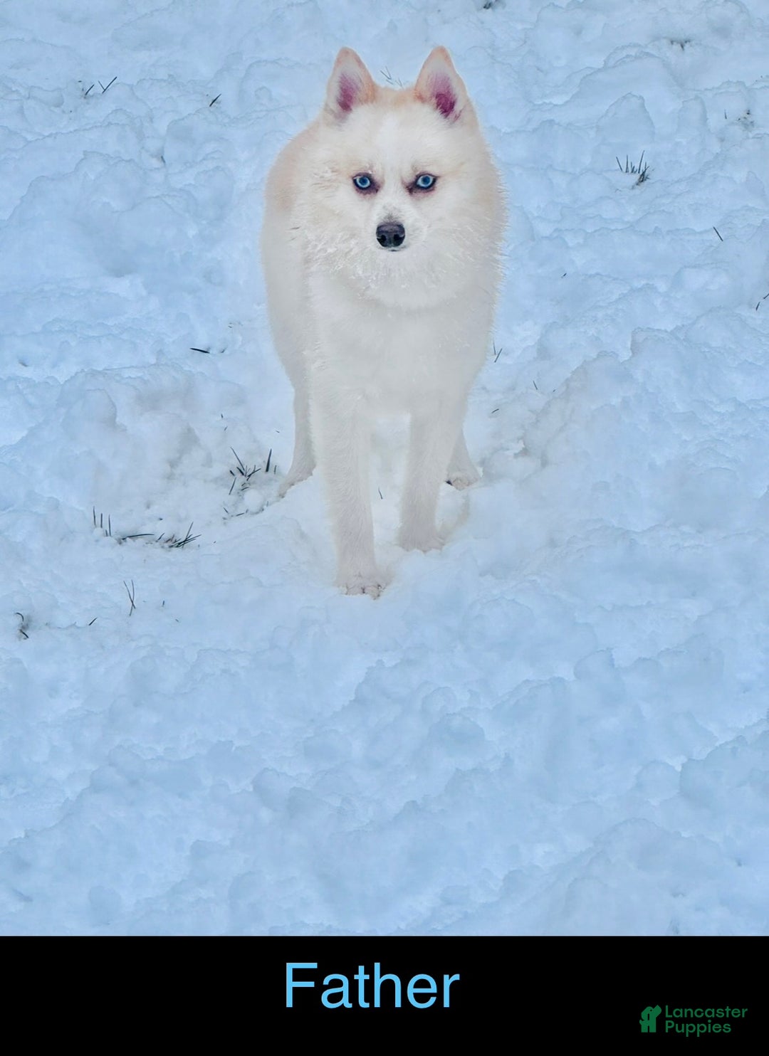 Pomsky dogs for sale: Pomsky Puppy black and white male - Ad 7