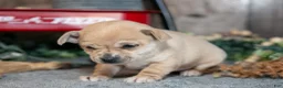 Chihuahua dogs for sale: Kinsley - Ad 3