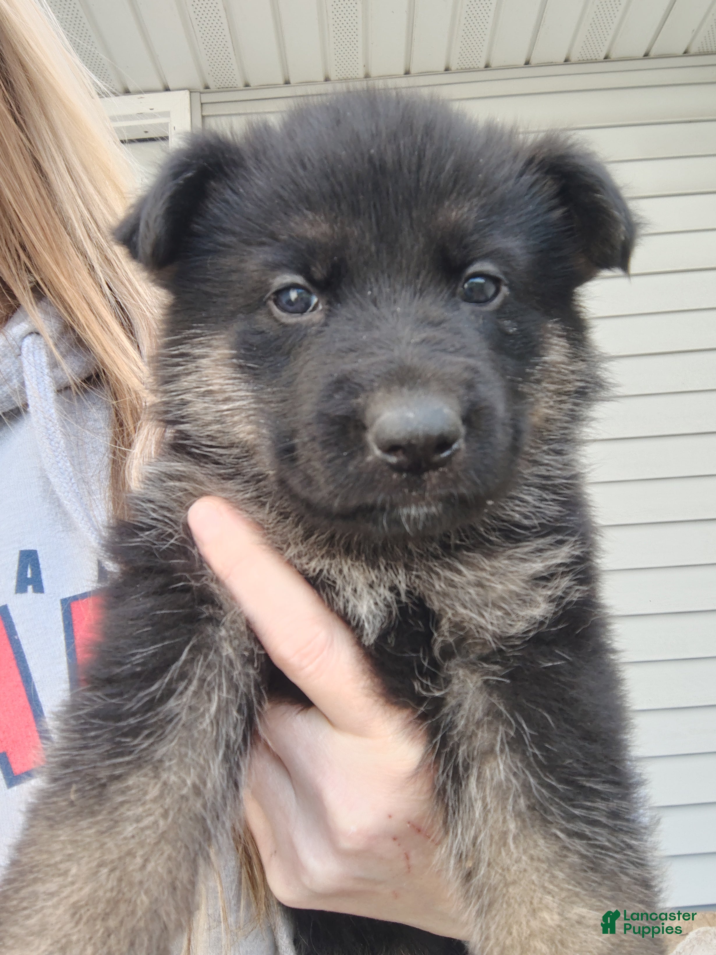 German Shepherd dogs Vesta - Ad 4