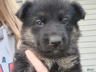 German Shepherd dogs Vesta - Ad 4